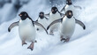 © Tijana - Penguins Running in Snow. Group of penguins running playfully in the snow.