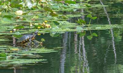 turtle sunning itself on a broken branch in a pond covered in bright green algae in summer.