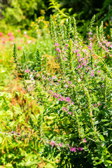 Purple loosestrife or Lythrum Salicaria plant in Saint Gallen in Switzerland