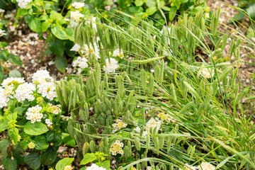 Canvas Print - Rough brome or Bromus Squarrosus plant in Saint Gallen in Switzerland