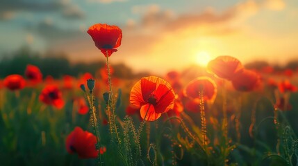 Canvas Print - A field of red poppies blooms in the golden light of a setting sun. Generative AI