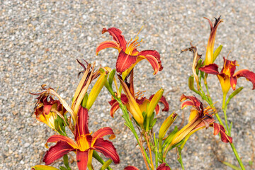 Wall Mural - Hemerocallis purple sage plant in Saint Gallen in Switzerland