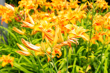 Poster - Lilium X Marhan plant in Saint Gallen in Switzerland