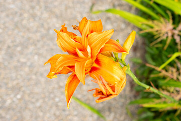 Poster - Lilium X Marhan plant in Saint Gallen in Switzerland