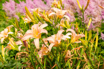 Wall Mural - Hemerocallis Luxury Lace plant in Saint Gallen in Switzerland