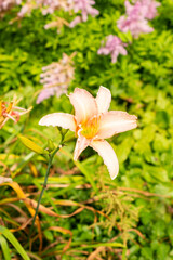 Wall Mural - Hemerocallis Luxury Lace plant in Saint Gallen in Switzerland