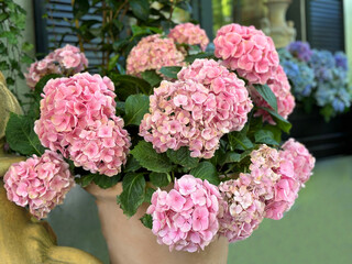 Wall Mural - Hydrangea pink flowers ornamental plant in patio yard 