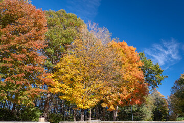 Wall Mural - beautiful autumn landscape in tennessee mountain forest