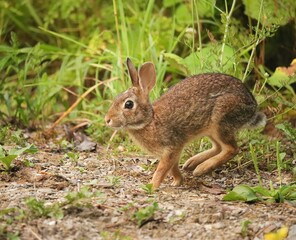 Wall Mural - Adorable Cutest Ever Bunny Rabbit 