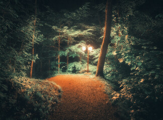 Forest path at night in the fog, illuminated by a street lamp in summer. Mystical landscape with foggy trees with green foliage, trail, glowing streetlight. Fairytale woods. Nature. Enchanted trees