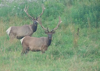 Elk Bull in Velvet Antlers Benezette PA Elk County Country 