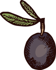 Sticker - Black olive color illustration. Hand drawn sketch