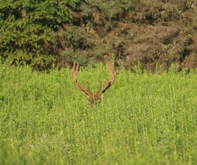 Majestic Powerful Elk Bull Velvet Antlers