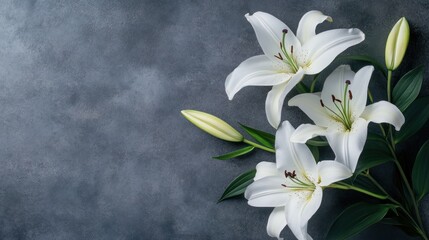 Poster - White Lilies on Grey Background