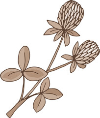 Poster - Trifolium drawing. Fresh organic herb botanical illustration