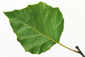 Cottonwood Leaf. Bright Green Poplar and Aspen Leaf on Tree Branch