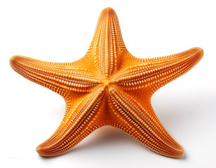 Sea star isolated on a white background