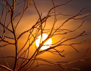 Fototapete - Ramas doradas por el sol.