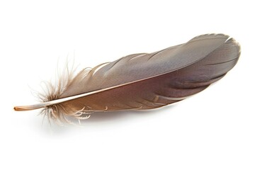 Wall Mural - Single brown feather lying on a white background