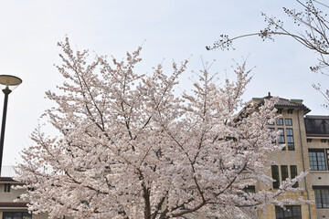 Wall Mural - 清水坂公園の桜