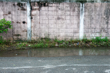 A wall with a green plant growing out of it. The wall is dirty and has some graffiti on it