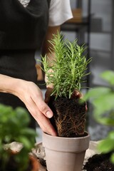 Wall Mural - Woman transplanting herb into pot at home, closeup