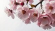 Close up of pink cherry blossoms with blurred white background