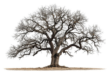 Oak tree without leaves isolated on transparent background
