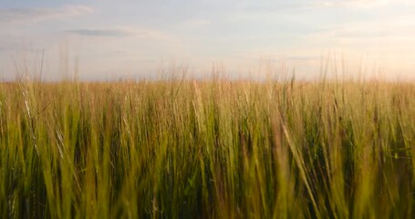 Wall Mural - yellow-green cereals at sunset, long wheat sprouts during the summer sunset