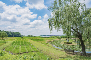 茨城　牛久市観光アヤメ園