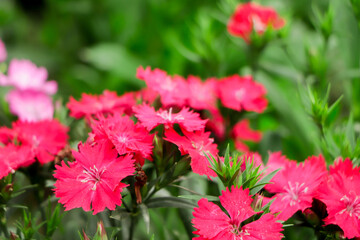 Wall Mural - Closeup pink dianthus flower in garden