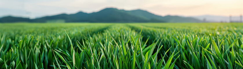 Wall Mural - Serene green field with lush crops stretching to the horizon against a backdrop of rolling hills and a clear sky during sunset.