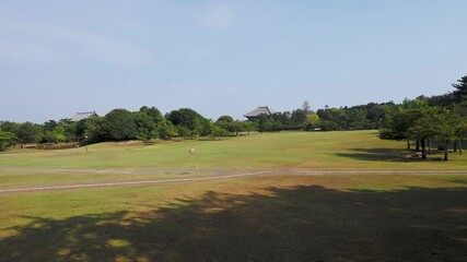 Wall Mural - 猛暑で人が居ない奈良公園春日野園地