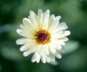 Small white flower