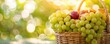 © KanitChurem - A wicker basket filled with fresh green grapes and a red apple, bathed in warm sunlight against a blurred garden background.