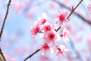 Wall Mural - A beautiful pink flower with a blue sky in the background. The flower is in full bloom and is the main focus of the image