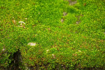 Wall Mural - A green mossy area with a few rocks. The moss is covering the ground and the rocks are scattered around