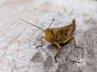 A close-up of a golden grasshopper reveals its dazzling, metallic sheen.