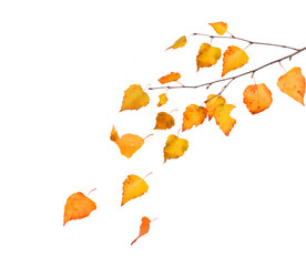 Wall Mural - falling autumn yellow birch leaves cut out