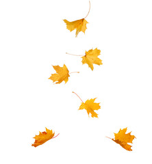 Wall Mural - falling autumn maple yellow leaves cut out