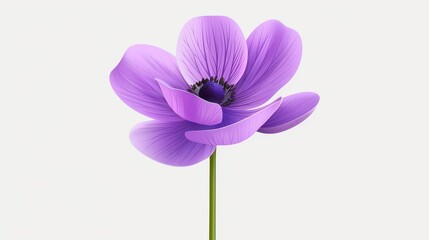 Wall Mural - A vibrant purple anemone flower clipart, perfect for adding a splash of color to your designs and projects.