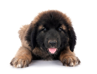 Wall Mural - puppy Leonberger in studio