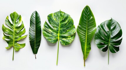 Vibrant tropical leaves isolated on white, showcasing lush greenery and natural textures. 