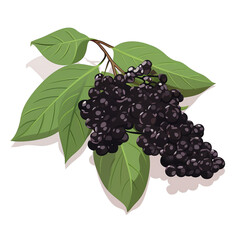 Wall Mural - Illustration of ripe blackberries with green leaves on a white background. Perfect for nature-themed designs and food projects.