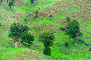 Wall Mural - Sheep Pasture in Waikato - New Zealand