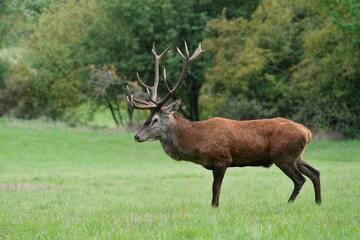 Wall Mural - A majestig stag stands on the medow. Cervus elaphus. Wildlife scene with a majestig european red deer