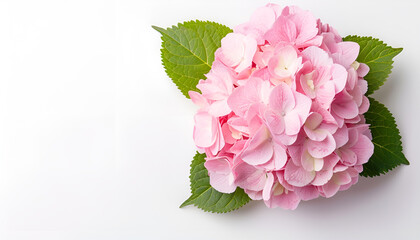 Wall Mural - Pink Hydrangea flower isolated on white background. Top view with copy space for your text. Flat lay