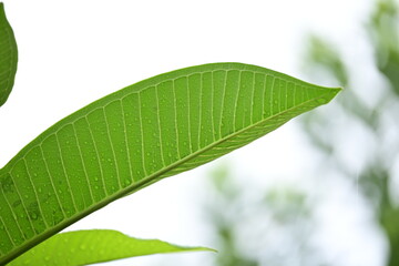 Wall Mural - beautiful green leaf texture in springtime, water drop on frangipani leaves