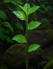 Poster - Vibrant green plant leaves in nature