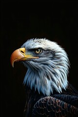 Portrait of an American Bald Eagle (Haliaeetus leucocephalus) black Background